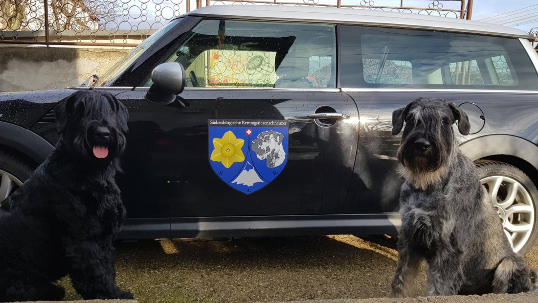 Viggo and Luke Search Training